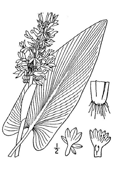 200612 Pickerelweed (Pontederia cordata) - USDA Illustration.jpg